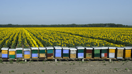 Obraz premium Beehives 4 Beehives on the seed sunflower field.
