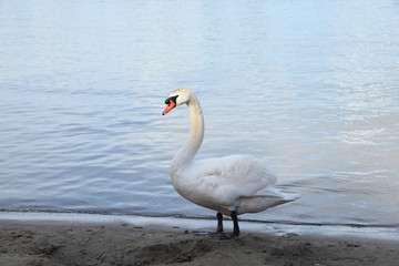Fototapeta premium Lonely white swan on a clean lake