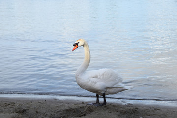 Lonely white swan on a clean lake