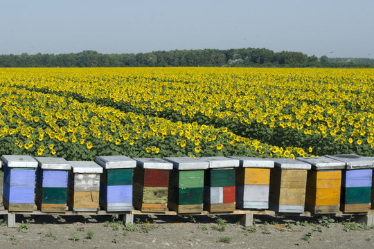 Beehives 5
Beehives on the seed sunflower field.