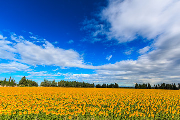 Fototapeta premium Field of blooming sunflowers on a sunny day in Provence, France