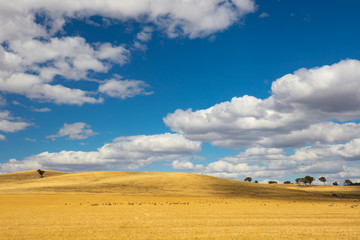 Fototapeta na wymiar Wheat Fields in Moolort Plains