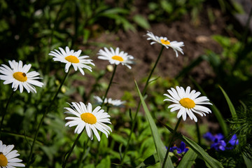 daisy flowers in garden