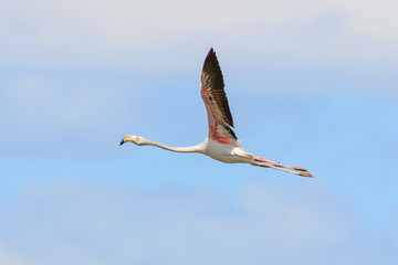 Obraz premium Flamingo flying in the Camargue national park, France