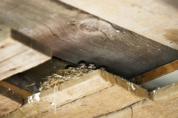 petits d'hirondelle attendant les parents  © fotoeliane
