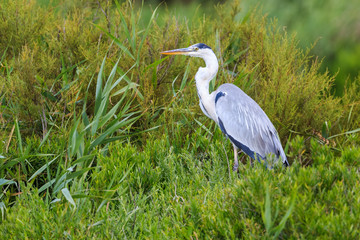 Grey heron standing on the river bank