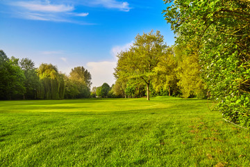 green grass field meadow. landscape panorama