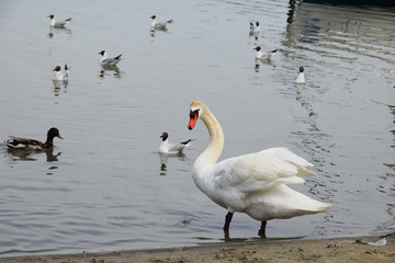 White swan on a clean lake accompanied by gulls and ducks