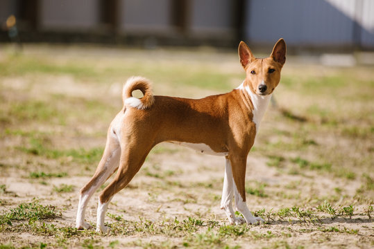 Basenji dog on grass outdoor. Basenji Kongo Terrier Dog. The Basenji is a breed of hunting dog