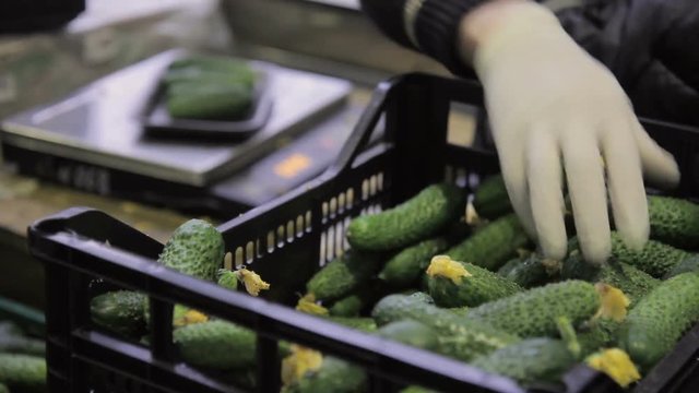 Woman stands near scales takes cucumber From plastic box puts on platform weighs for packing vegetables for sale. Professional worker female Dressed in uniform, gloves weigh. Preparation of vegetables