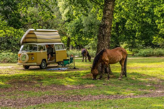 New Forset Camper Holiday