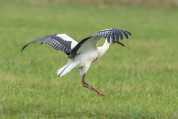 storch auf wiese