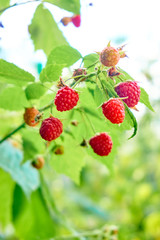ripe red raspberries on the bush. branch of raspberry