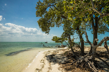Tree on Tropical Caribbean Beach 