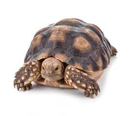 Turtles isolated on white