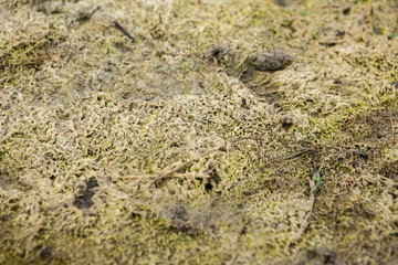 Amazing texture of algae