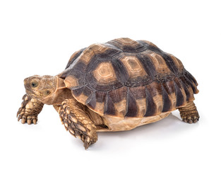 Turtles isolated on white