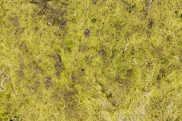 Amazing texture of algae