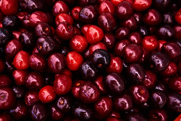 Cherries background. Sweet red cherries