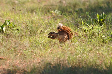 The chewing squirrel, Namibia