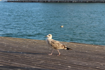 Goéland face à la mer