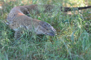 The Monitor lizard in search of prey, Namibia