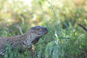 view monitor lizard, Namibia