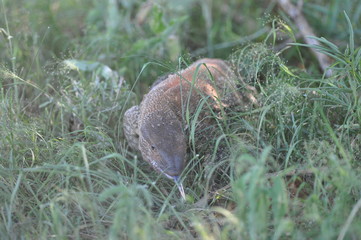 the monitor lizard stuck out his tongue, Namibia