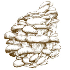 engraving illustration of oyster mushroom