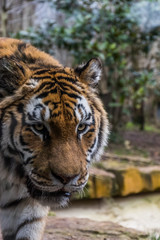 Portrait tigre