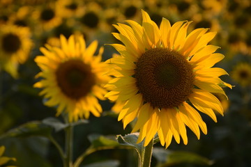 Obraz premium Sunflowers in the field closeup