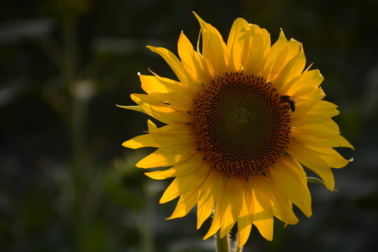 Sunflower and bee closeup on dark green background