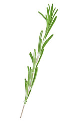 Rosemary on a white background, close up