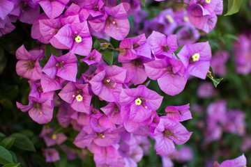 Flowering bougainvillea branches