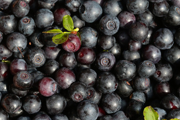The background with bilberries and green leaf