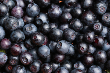 Bilberries, background