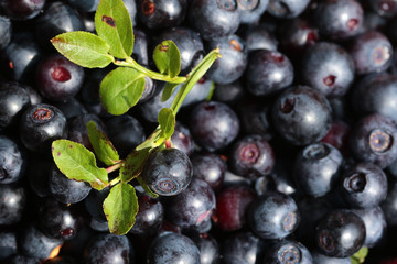 The background with bilberries and green leaf