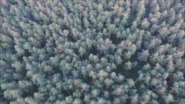 Luftaufnahme vom Wald mit Drohne