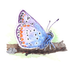 Copper-butterfly (Lycaenidae) realistic watercolor illustration on white background. Beautiful blue butterfly sitting on a grass.