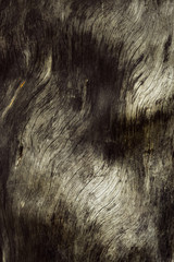 Gray texture of old wood