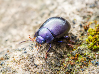Chrysolina Coerulans Blue Mint Leaf Beetle Insect Macro