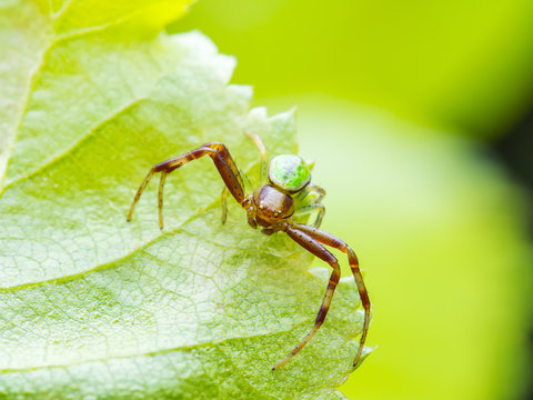 Misumena Vatia Goldenrod Crab Spider on Green Leaf