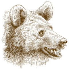 Naklejka premium engraving illustration of bear head