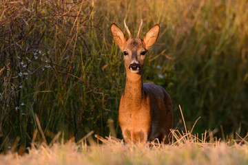 Rehbock am Rande eines Rapsfeldes im Sommer bei Sonnenuntergang