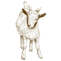engraving illustration of goat kid