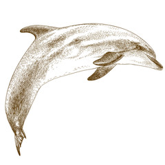 Naklejka premium engraving illustration of dolphin