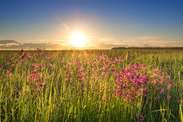 Naklejka premium summer rural landscape with a meadow and blossoming flowers