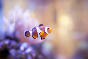 Finding Nemo, Amphiprion Ocellaris Clownfish In Marine Aquarium