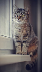 Grey striped cat sitting on the windowsill.