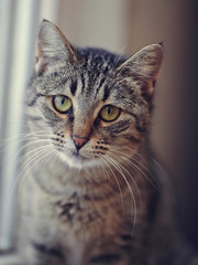 Fototapeta premium Portrait of a green-eyed striped cat